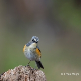 Blauwstaart-22_Red-flanked-Bluetail_Tarsiger-cyanurus_AD9A2148
