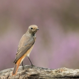 Gekraagde-Roodstaart-24_Common-Redstart_Phoenicurus-phoenicurus_11I3458