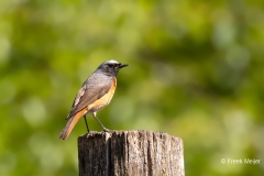 Gekraagde-Roodstaart-25_Common-Redstart_Phoenicurus-phoenicurusAD9A2863