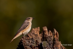 Gekraagde-Roodstaart-26_Common-Redstart_Phoenicurus-phoenicurus_D9A4717