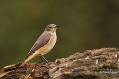 Gekraagde-Roodstaart-27_Common-Redstart_Phoenicurus-phoenicurus_D9A4774