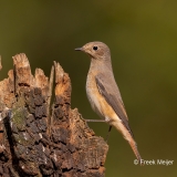 Gekraagde-Roodstaart-28_Common-Redstart_Phoenicurus-phoenicurus_D9A4801