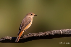 Gekraagde-Roodstaart-29_Common-Redstart_Phoenicurus-phoenicurus_P5A3292