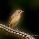 Gekraagde-Roodstaart-30_Common-Redstart_Phoenicurus-phoenicurus_P5A3271