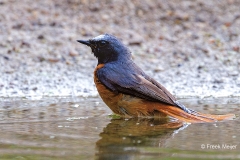 Gekraagde-Roodstaart-31_Common-Redstart_Phoenicurus-phoenicurus_P5A3160