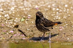 Gekraagde-Roodstaart-32_Common-Redstart_Phoenicurus-phoenicurus_P5A3513