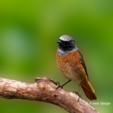 Gekraagde-Roodstaart-33_Common-Redstart_Phoenicurus-phoenicurus_P5A3907