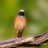 Gekraagde-Roodstaart-34_Common-Redstart_Phoenicurus-phoenicurus_P5A3917