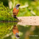 Gekraagde-Roodstaart-35_Common-Redstart_Phoenicurus-phoenicurus_P5A3921