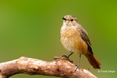 Gekraagde-Roodstaart-36_Common-Redstart_Phoenicurus-phoenicurus_P5A3948