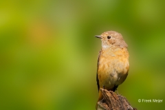 Gekraagde-Roodstaart-38_Common-Redstart_Phoenicurus-phoenicurus_P5A3953