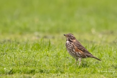 Koperwiek-02_-Redwing_-Turdus-iliacus_11I4457