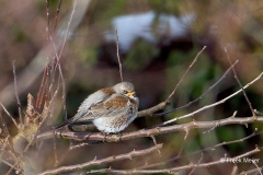 Kramsvogel-02_Fieldfare_Turdus-pilaris_BZ4T5016_1