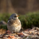 Kramsvogel-03_Fieldfare_Turdus-pilaris_11I6293