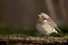 Kramsvogel-04_Fieldfare_Turdus-pilaris_11I6339