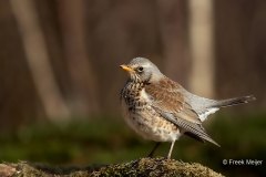 Kramsvogel-05_Fieldfare_Turdus-pilaris_11I6392