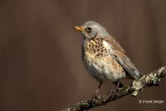 Kramsvogel-06_Fieldfare_Turdus-pilaris_11I6440