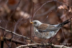 Kramsvogel-07_Fieldfare_Turdus-pilaris_11I7009