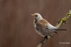 Kramsvogel-08_Fieldfare_Turdus-pilaris_11I7015