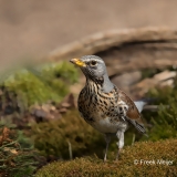 Kramsvogel-09_Fieldfare_Turdus-pilaris_11I7055