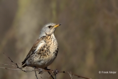 Kramsvogel-10_Fieldfare_Turdus-pilaris_11I6468