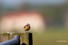 Paapje-01_Whinchat_Saxicola-rubetra_49C6949_1