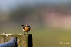 Paapje-03_Whinchat_Saxicola-rubetra_49C6958_1
