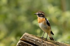 Paapje-14_Whinchat_Saxicola-rubetra_AD9A2965