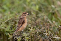 Paapje-16_Whinchat_Saxicola-rubetra_AD9A4006