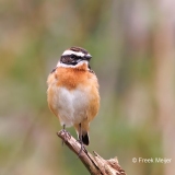 Paapje-19_Whinchat_Saxicola-rubetra_D9A9084