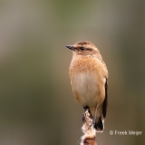 Paapje-20_Whinchat_Saxicola-rubetra_P5A3302