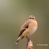 Paapje-23_Whinchat_Saxicola-rubetra_P5A3626