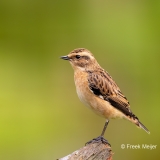 Paapje-24_Whinchat_Saxicola-rubetra_P5A3634