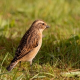 Paapje-26_Whinchat_Saxicola-rubetra_P5A3504