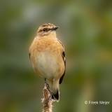 Paapje-27_Whinchat_Saxicola-rubetra_P5A4739