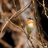 Paapje-28_Whinchat_Saxicola-rubetra_P5A1360