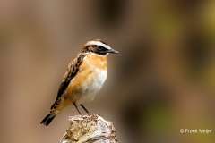 Paapje-30_Whinchat_Saxicola-rubetra_P5A1366