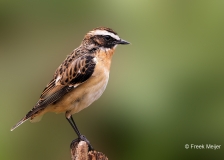 Paapje-32_Whinchat_Saxicola-rubetra_P5A3047