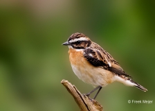 Paapje-33_Whinchat_Saxicola-rubetra_P5A3067