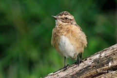 Paapje-34_Whinchat_Saxicola-rubetra_P5A3607