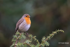 Roodborst-01_European-Robin_Erithacus-rubecula_BZ4T1456