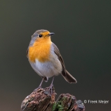 Roodborst-02_European-Robin_Erithacus-rubecula_BZ4T1558