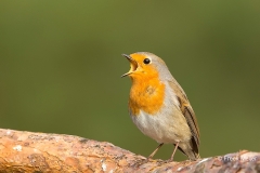 Roodborst-03_European-Robin_Erithacus-rubecula_BZ4T6488