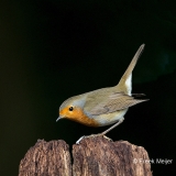 Roodborst-04_European-Robin_Erithacus-rubecula_BZ4T4628_4