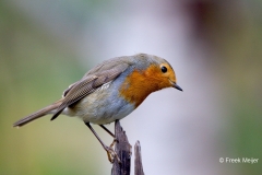 Roodborst-06_European-Robin_Erithacus-rubecula_BZ4T6322