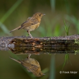 Roodborst-10_European-Robin_Erithacus-rubecula_BZ4T7012