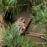 Roodborst-11_European-Robin_Erithacus-rubecula_BZ4T7421