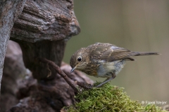 Roodborst-12_European-Robin_Erithacus-rubecula_BZ4T8244