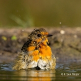 Roodborst-13_European-Robin_Erithacus-rubecula_MG_2345_1