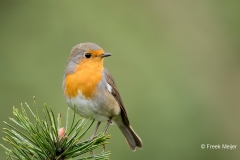 Roodborst-14_European-Robin_Erithacus-rubecula_11I3263